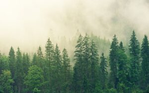Lasy Państwowe stawiają na efektywność energetyczną. Celem są białe certyfikaty!